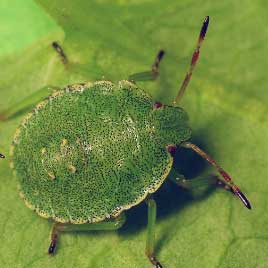 findik-yesil-kokarcasi